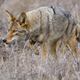 Illustration for article titled How To Keep Your Pets Safe From Coyotes